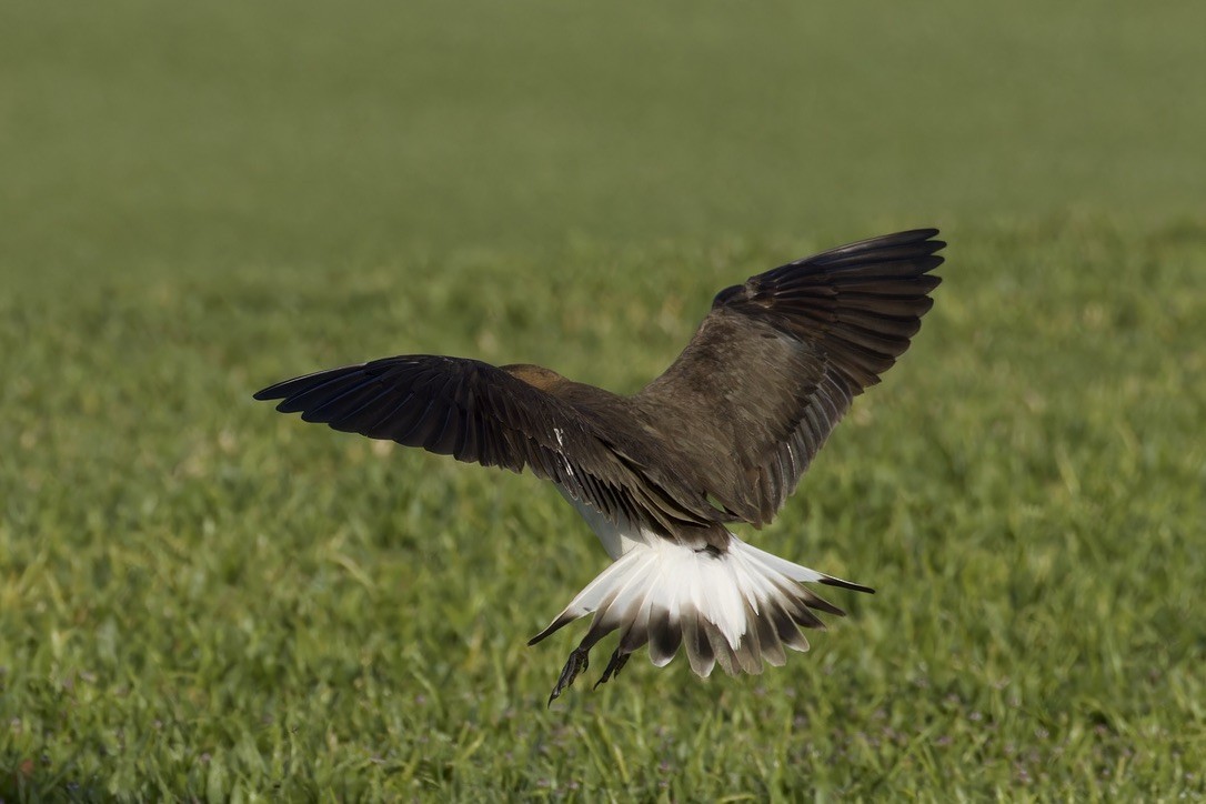 Black-winged Pratincole - Ted Burkett