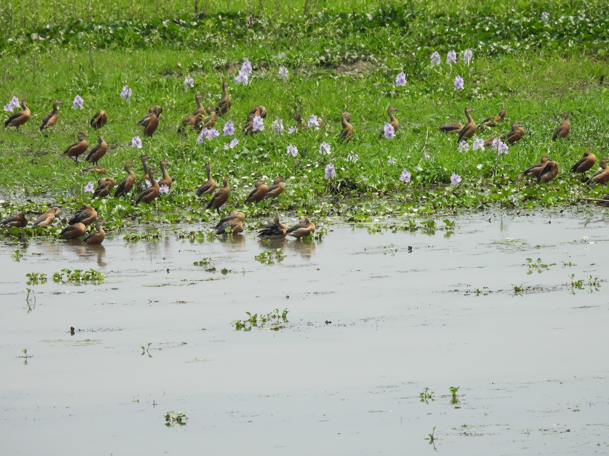 Lesser Whistling-Duck - ML618068407