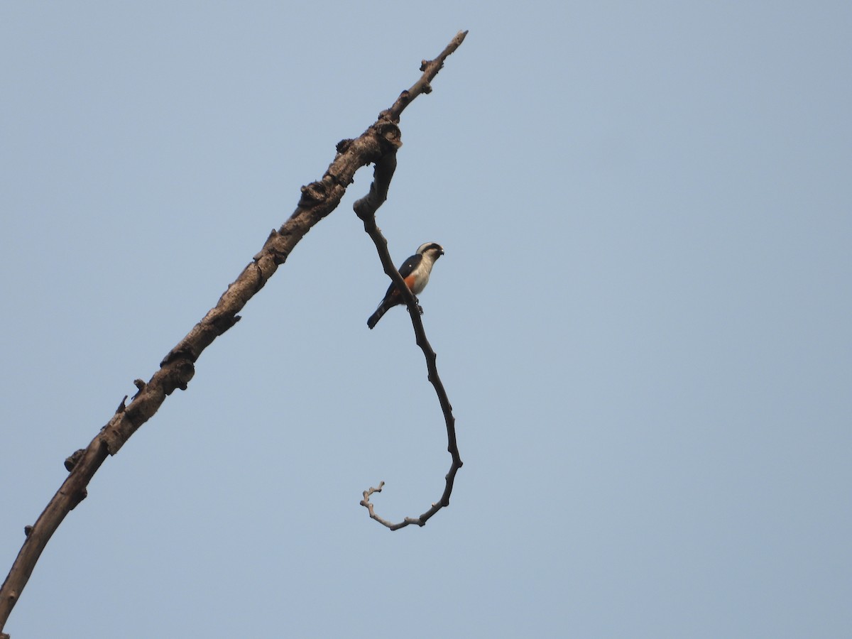 Collared Falconet - Thananh KH.