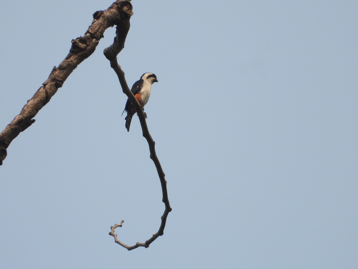 Collared Falconet - ML618068409