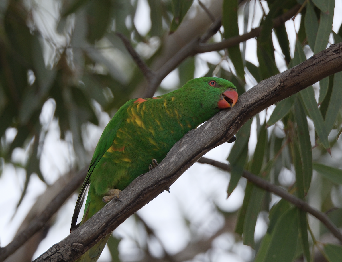 Scaly-breasted Lorikeet - ML618068412