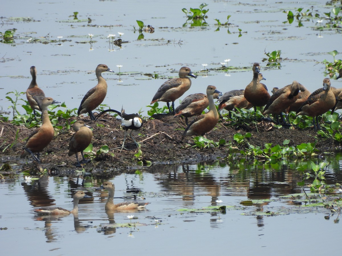 Pheasant-tailed Jacana - ML618068417