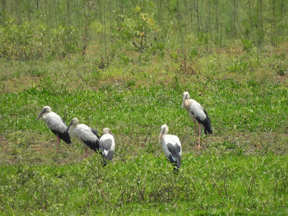 Asian Openbill - ML618068421