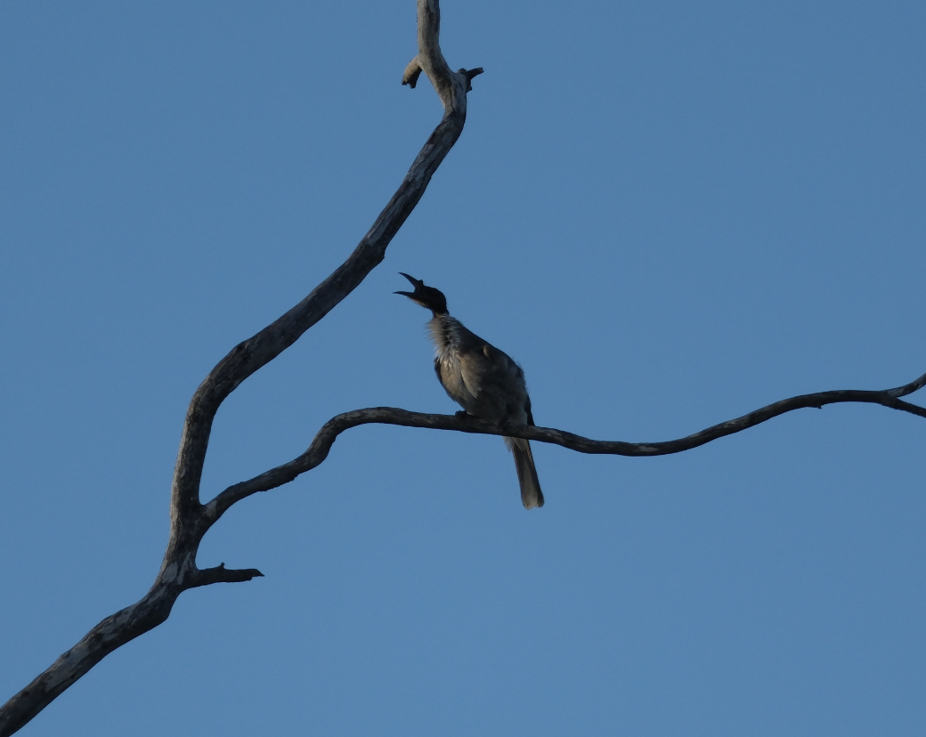 Noisy Friarbird - ML618068427