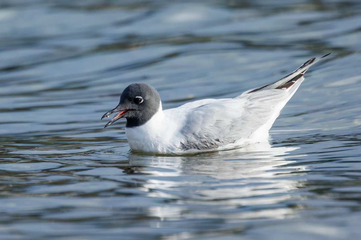 Bonaparte's Gull - Frank Lin