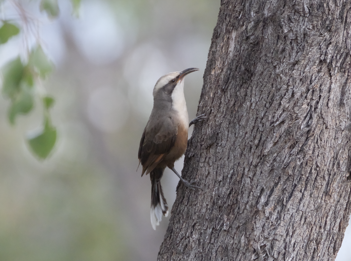 Gray-crowned Babbler - ML618068446