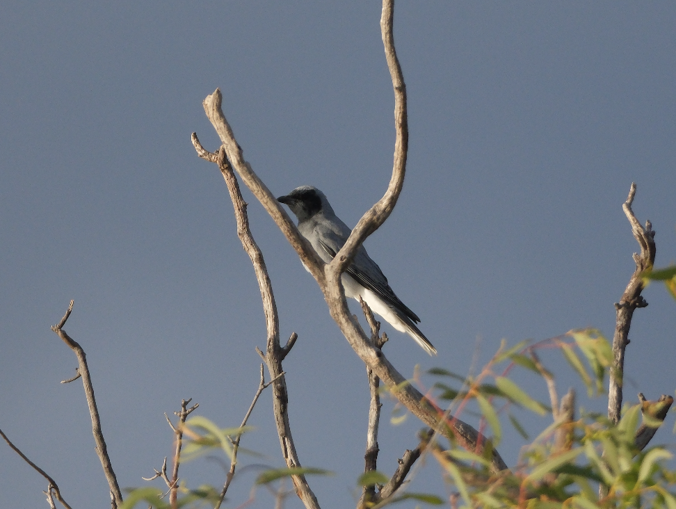 Black-faced Cuckooshrike - TAEWON SON