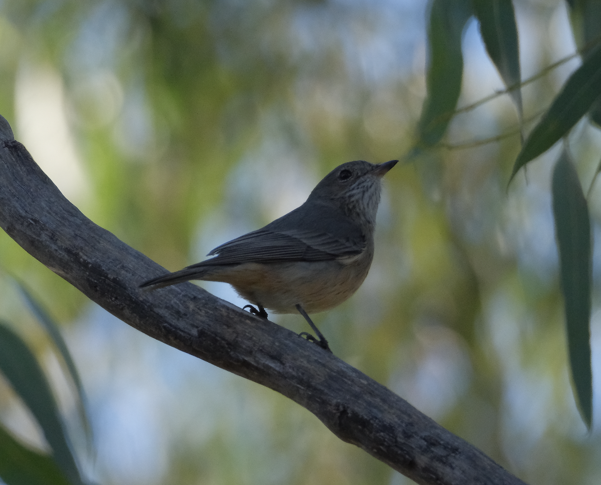 Rufous Whistler - ML618068462