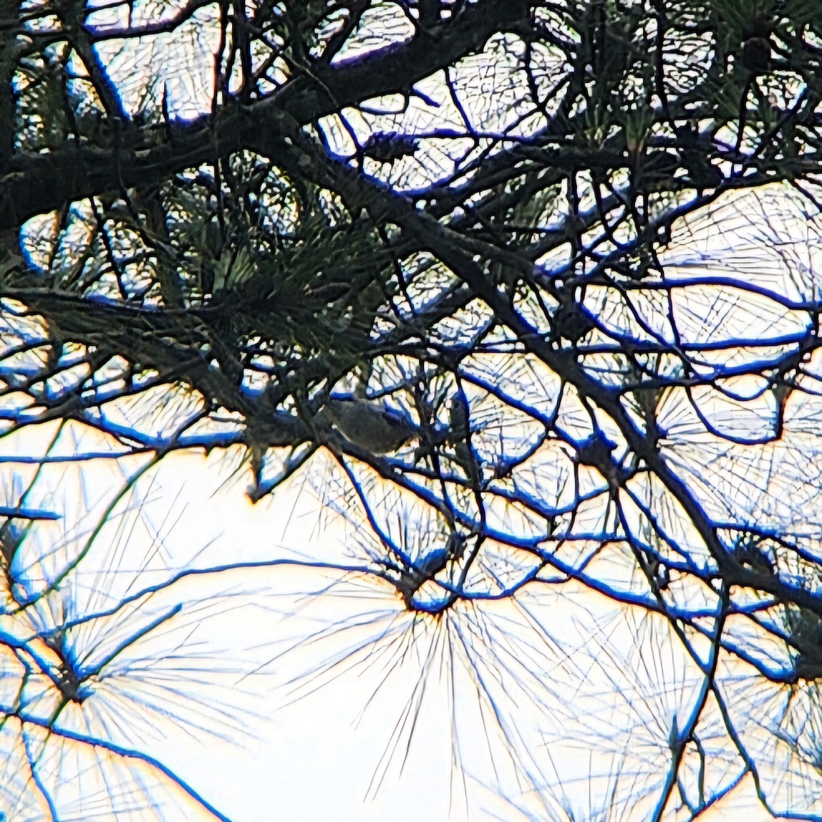 Pied Shrike-Babbler - ML618068493