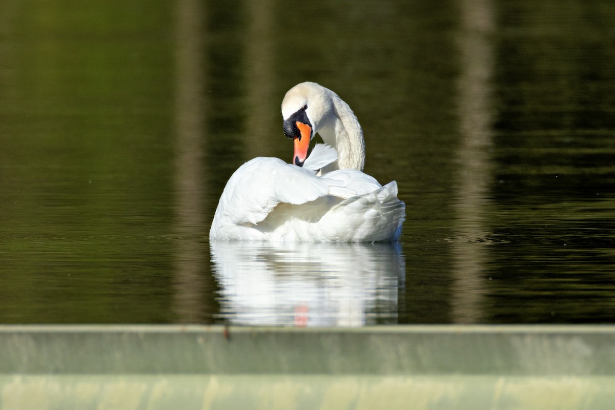 Cygne tuberculé - ML618068533