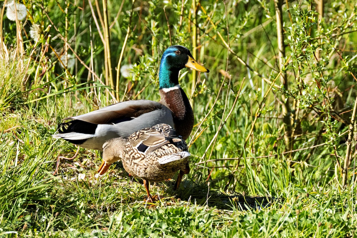 Mallard - ML618068535