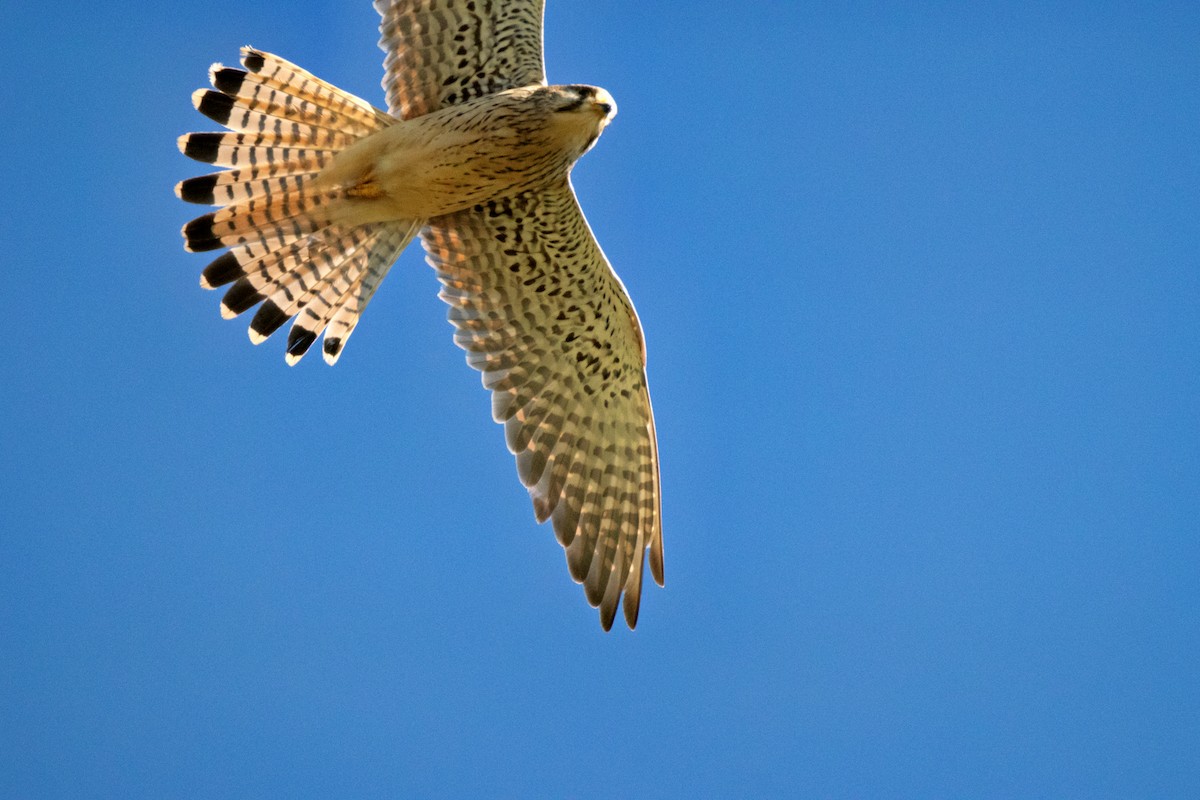 Eurasian Kestrel - ML618068537