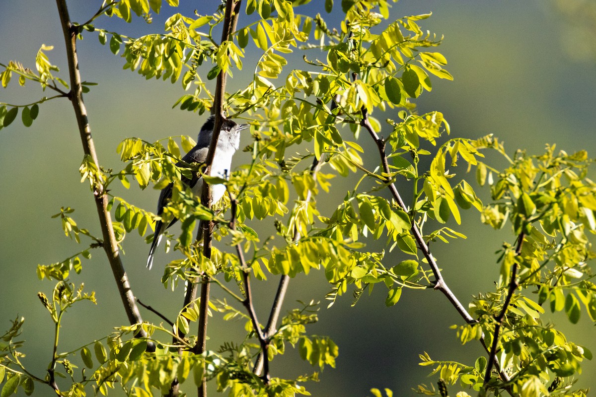 Eurasian Blackcap - ML618068540