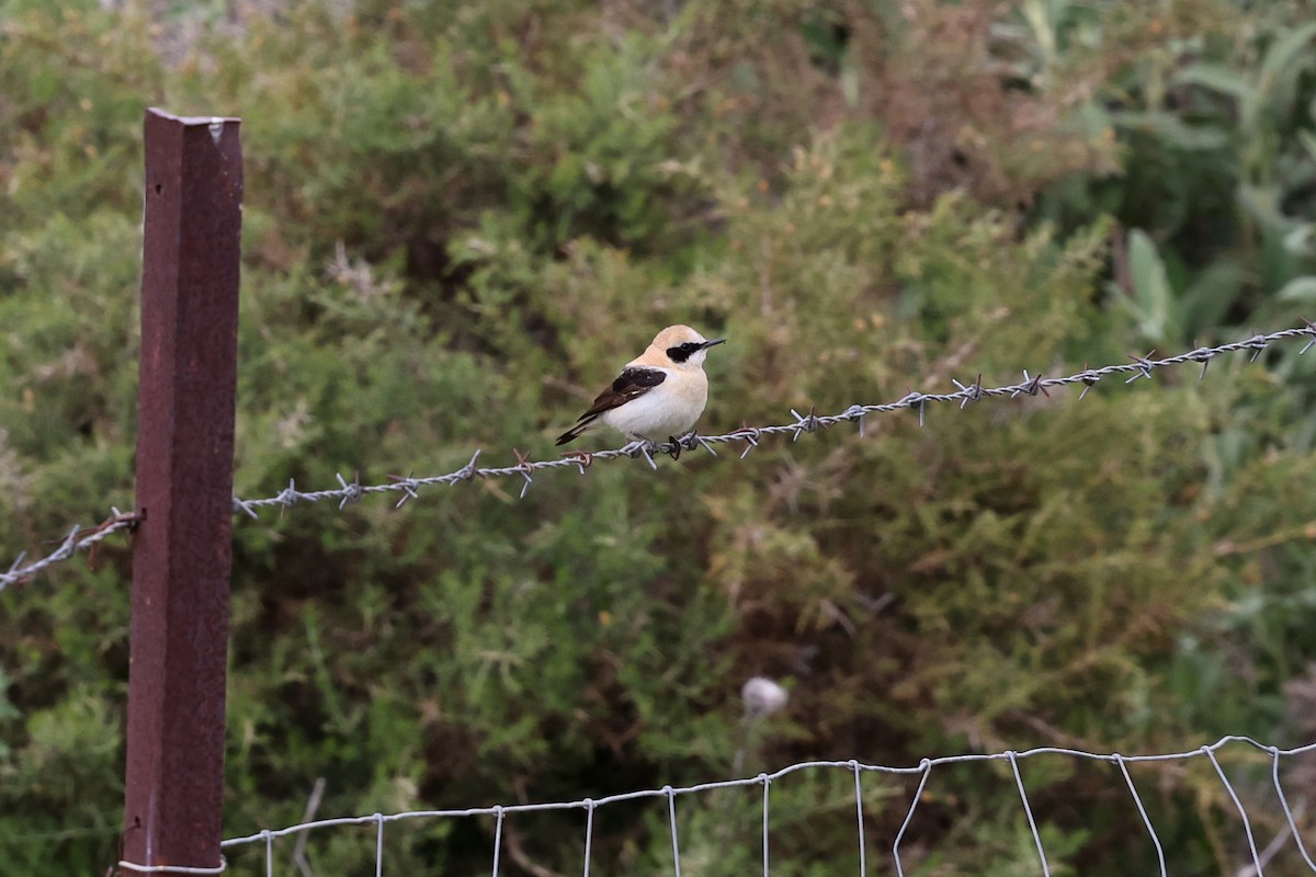 Western Black-eared Wheatear - Brendan Ryan