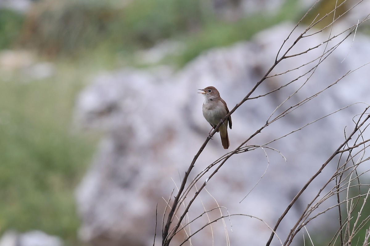 Common Nightingale - Brendan Ryan