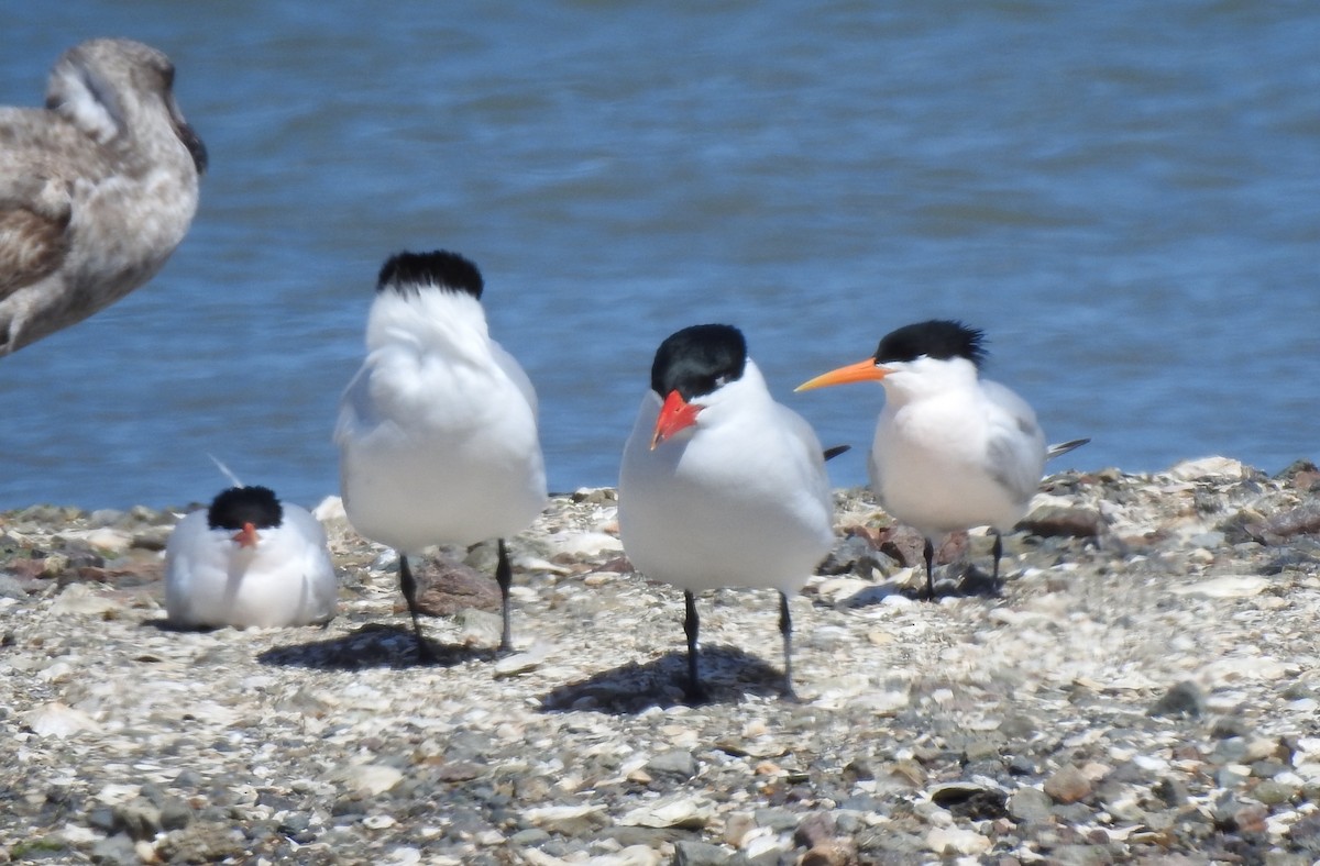 Elegant Tern - Anonymous