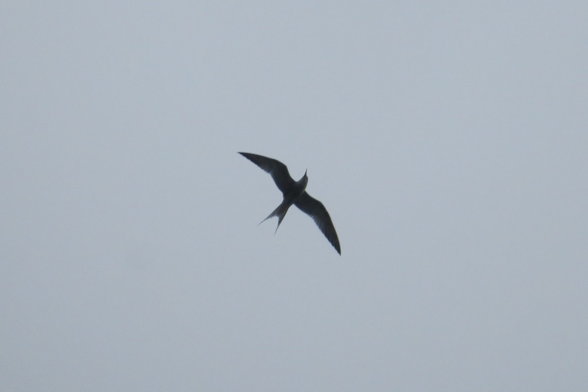 Common Tern - Antonina V