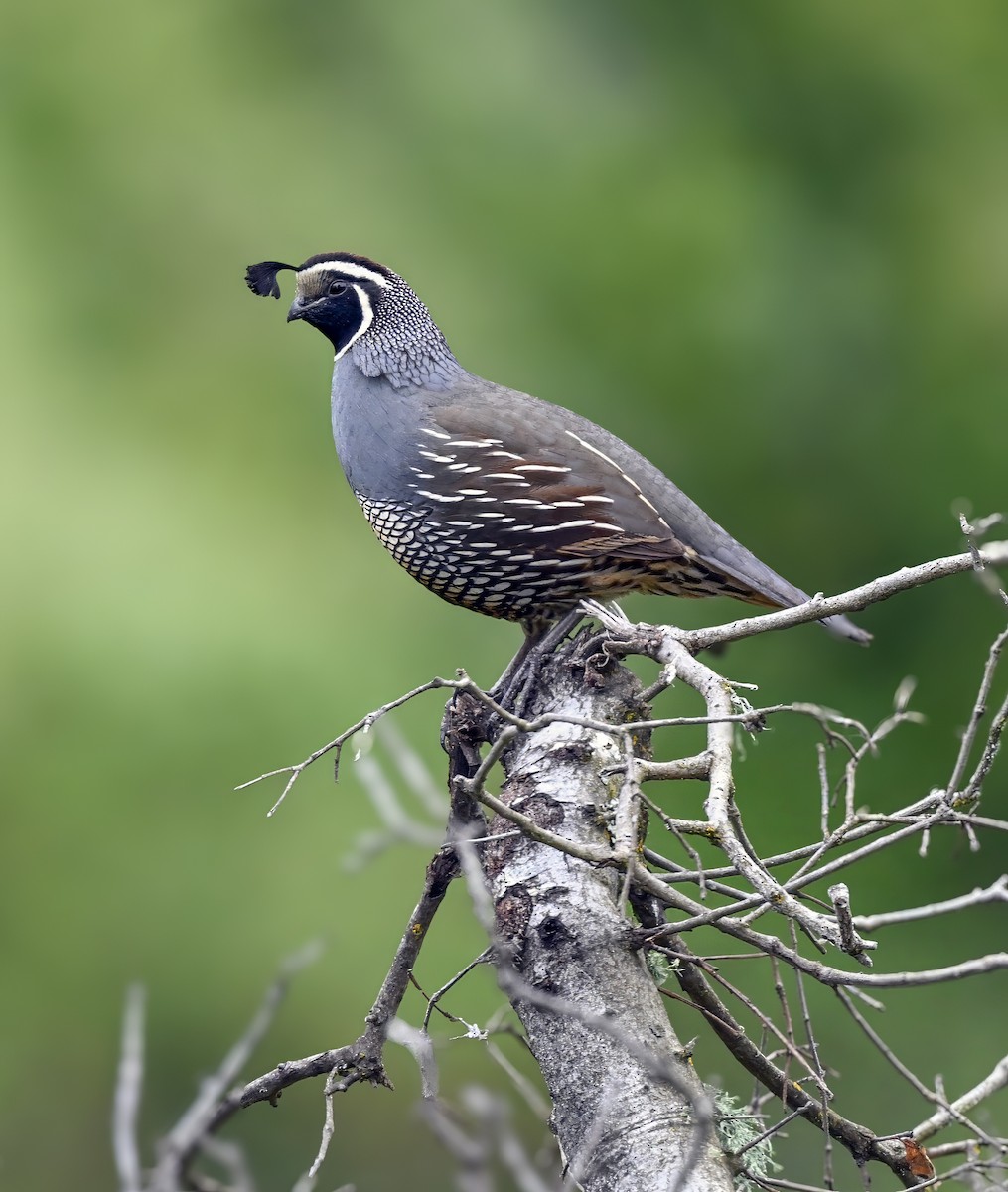 California Quail - ML618068604