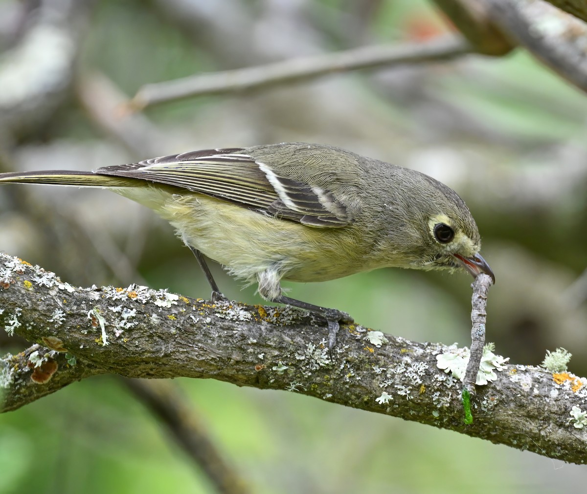 Hutton's Vireo - ML618068610