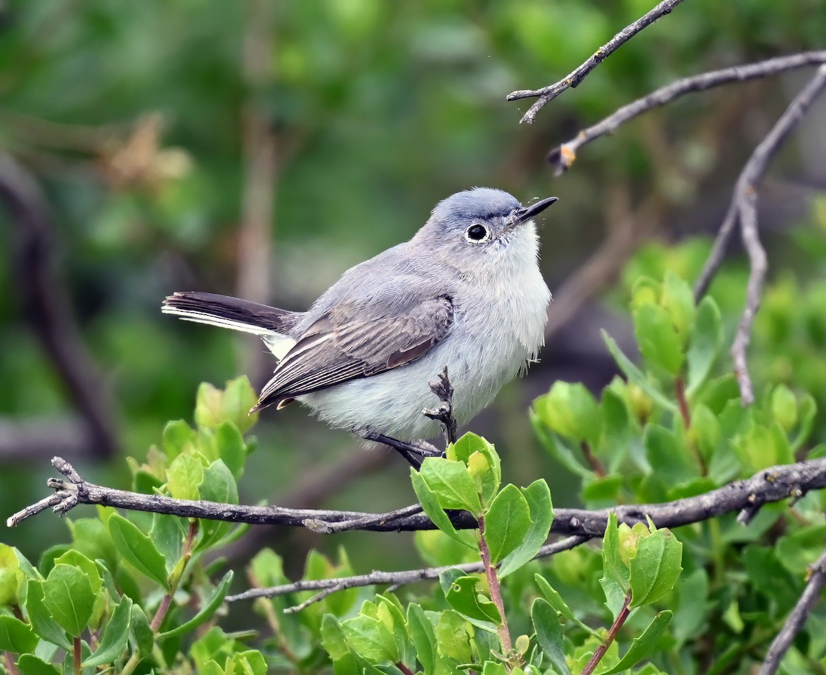 Blue-gray Gnatcatcher - ML618068623