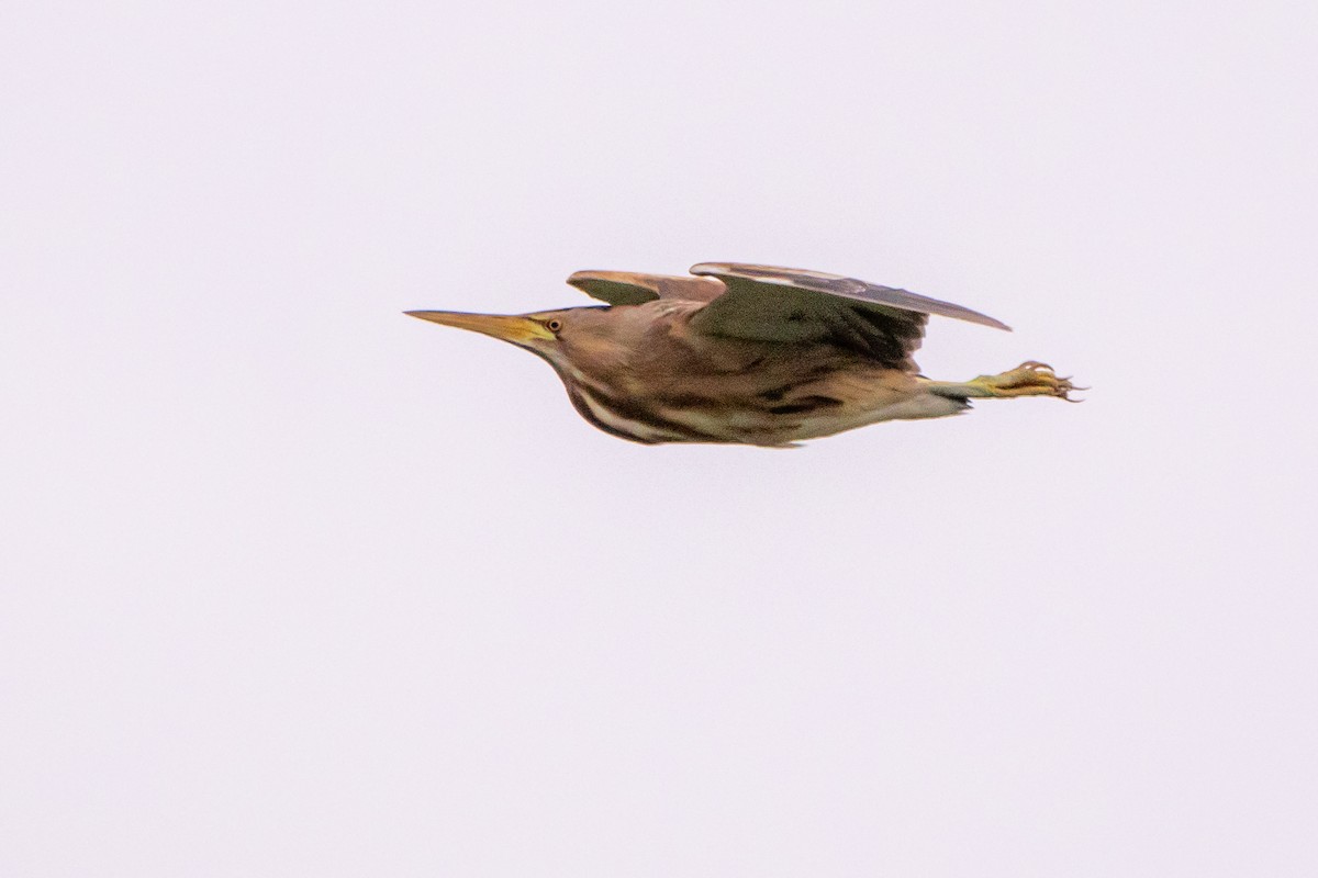 Little Bittern - ML618068625