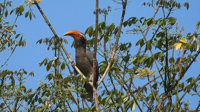 Malabar Gray Hornbill - ML618068630