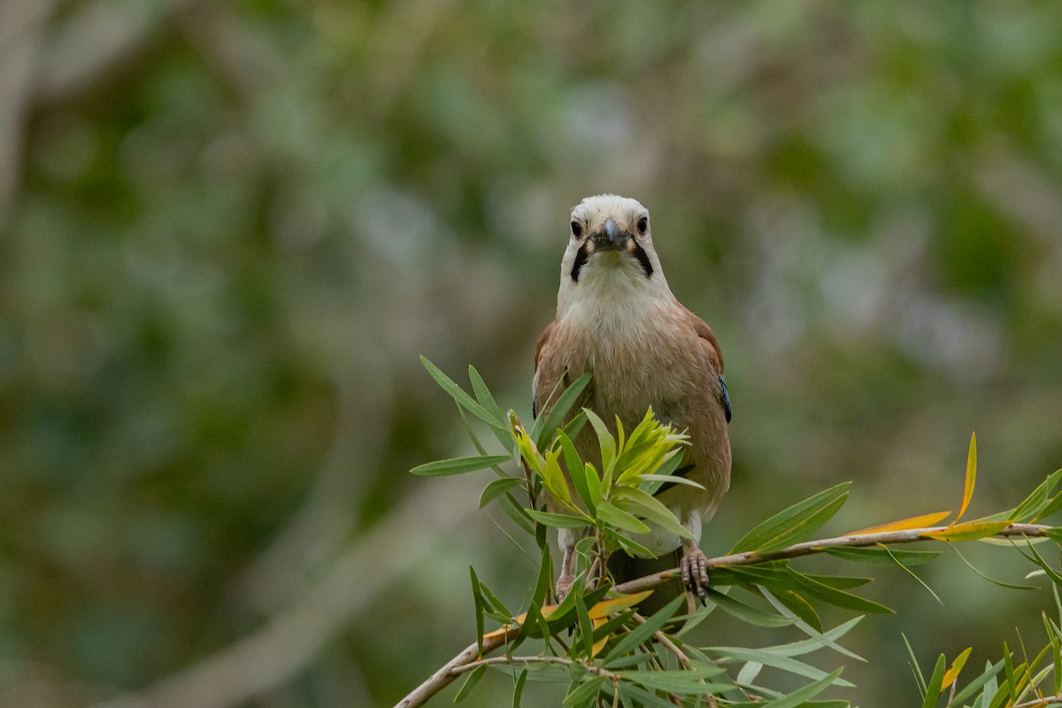 Geai des chênes (groupe atricapillus) - ML618068631