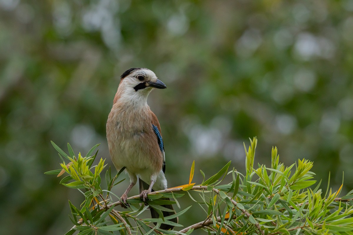 Geai des chênes (groupe atricapillus) - ML618068632