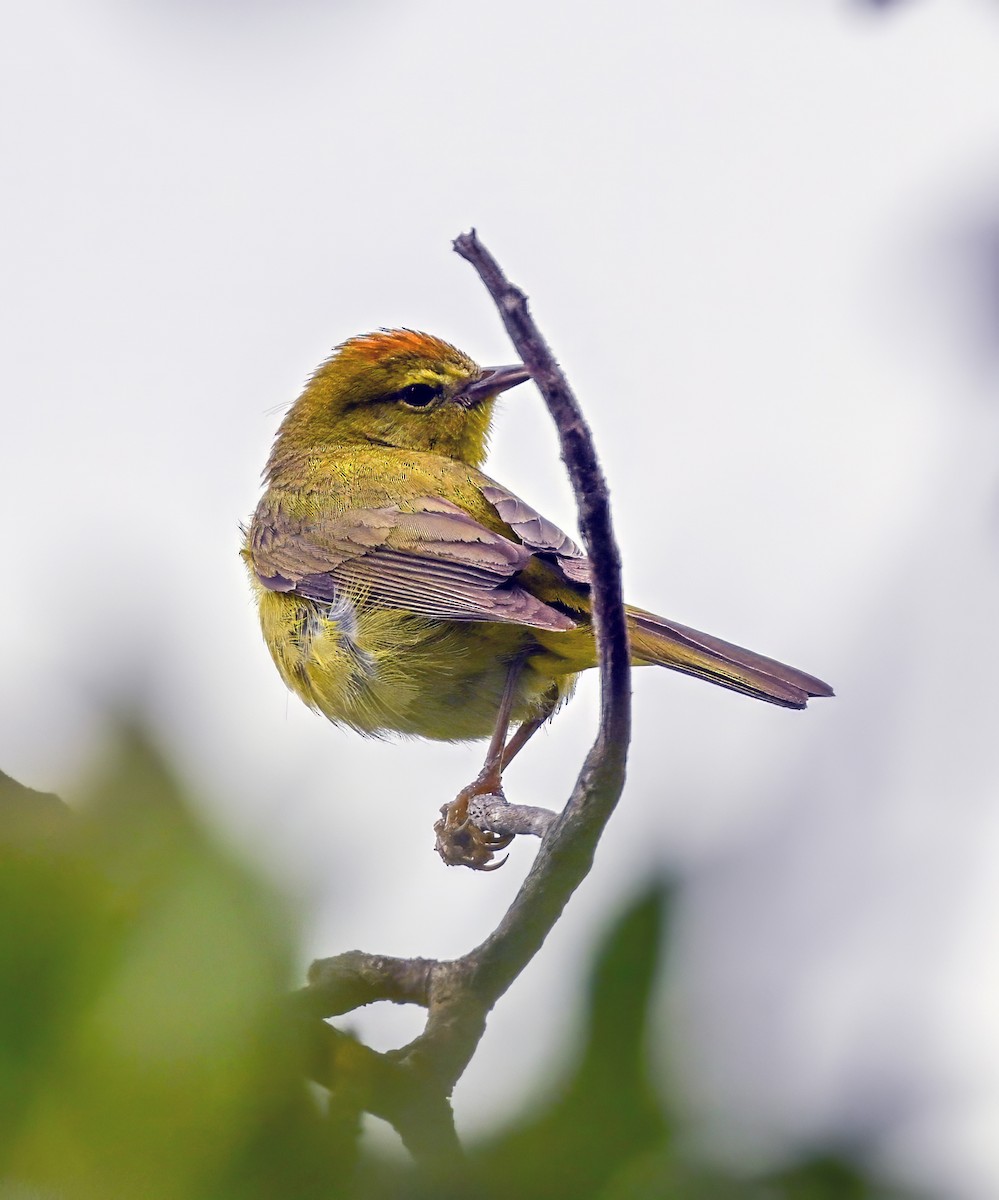 Orange-crowned Warbler - ML618068637