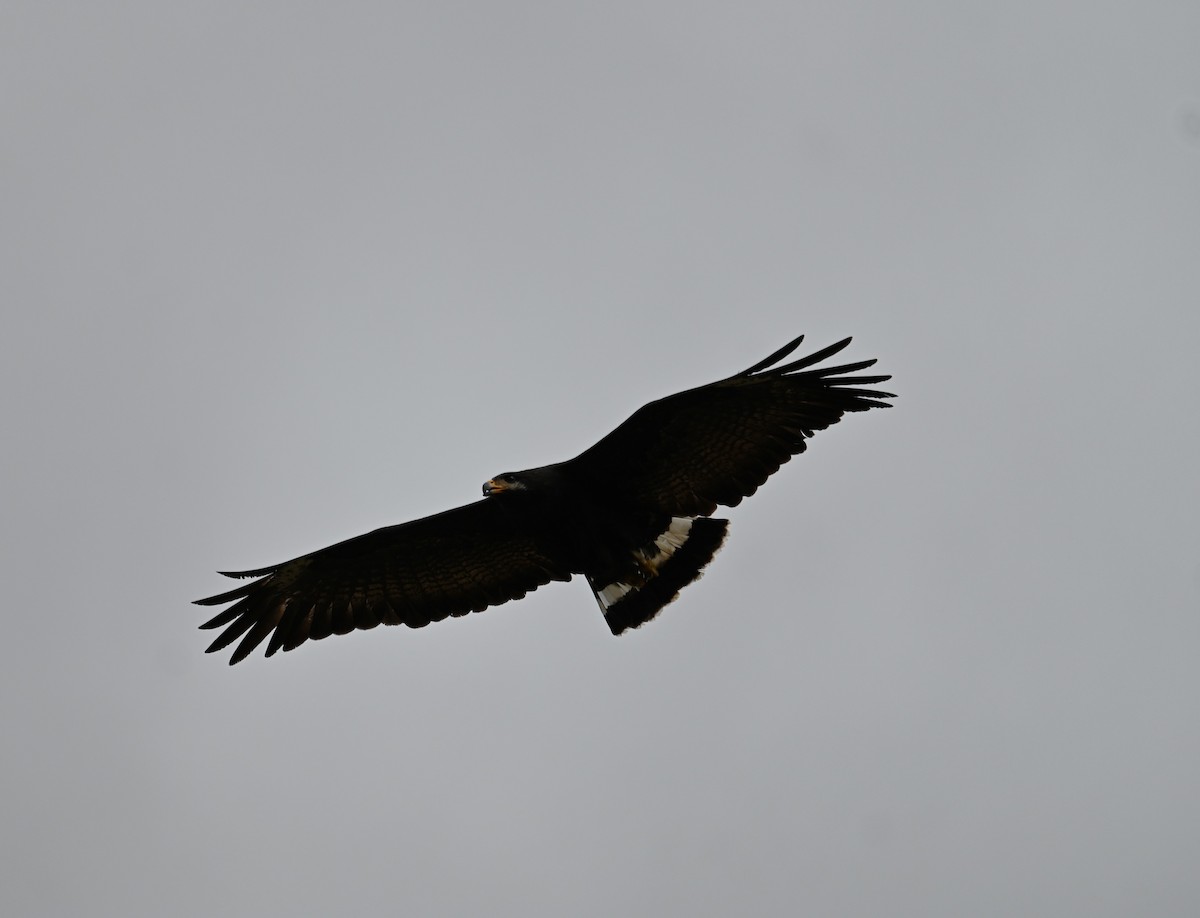 Common Black Hawk (Common) - ML618068670