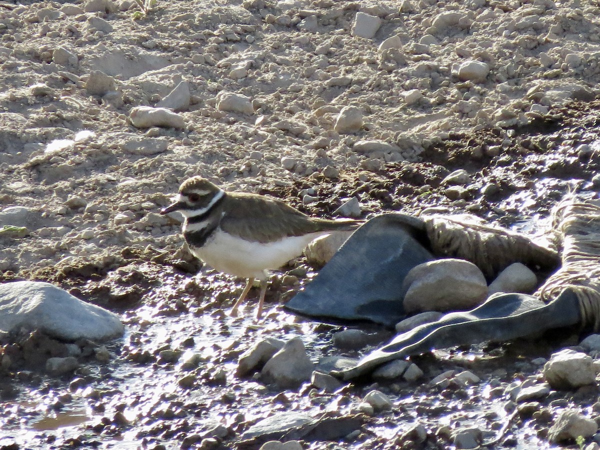 Killdeer - ML618068673