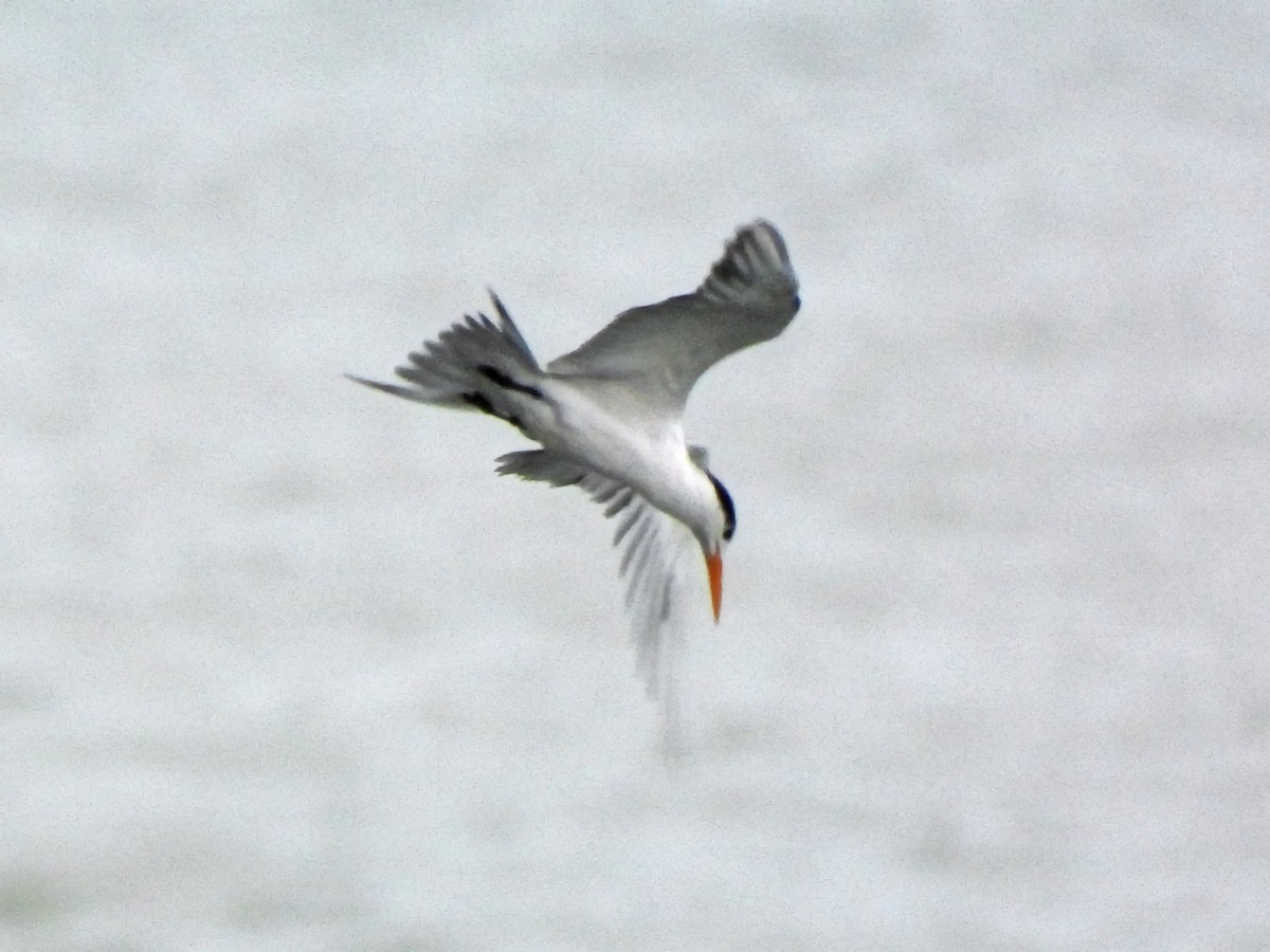 Lesser Crested Tern - ML618068675