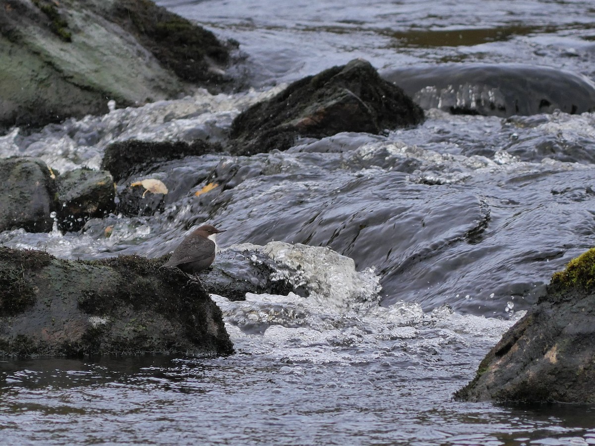 White-throated Dipper - ML618068682