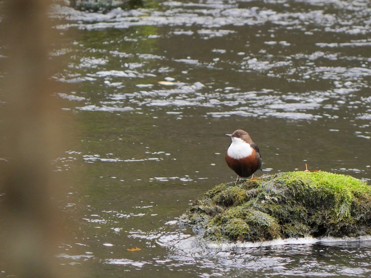 White-throated Dipper - Tom Carley