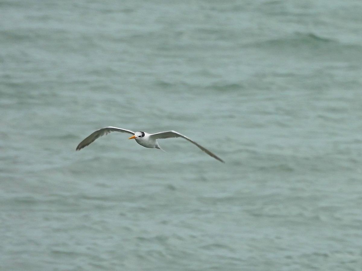 Lesser Crested Tern - ML618068693