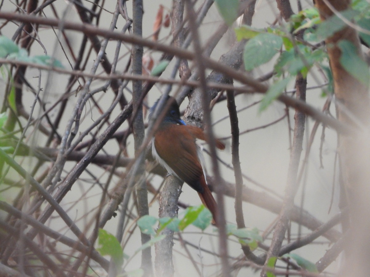 Blyth's Paradise-Flycatcher - ML618068698