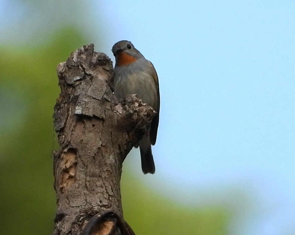 Taiga Flycatcher - ML618068719