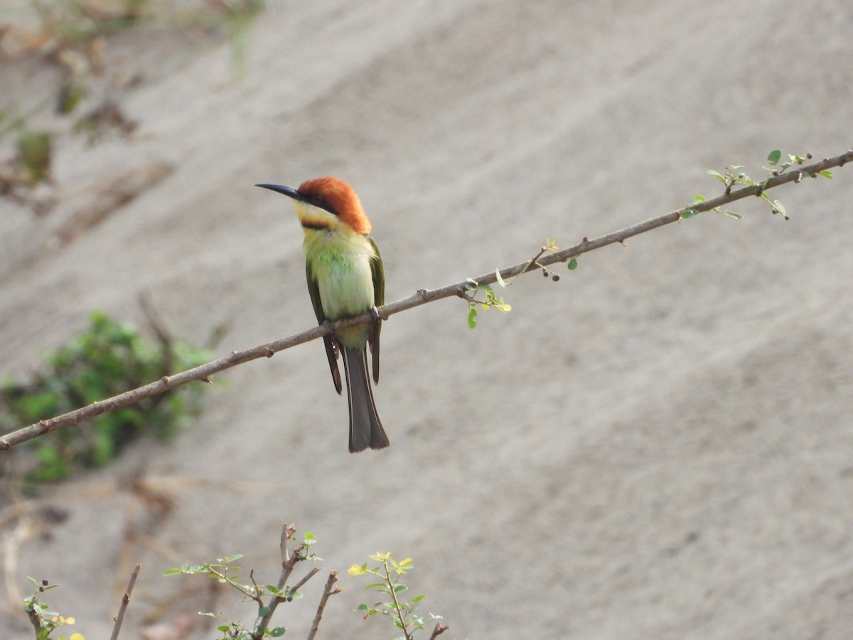 Chestnut-headed Bee-eater - Thananh KH.