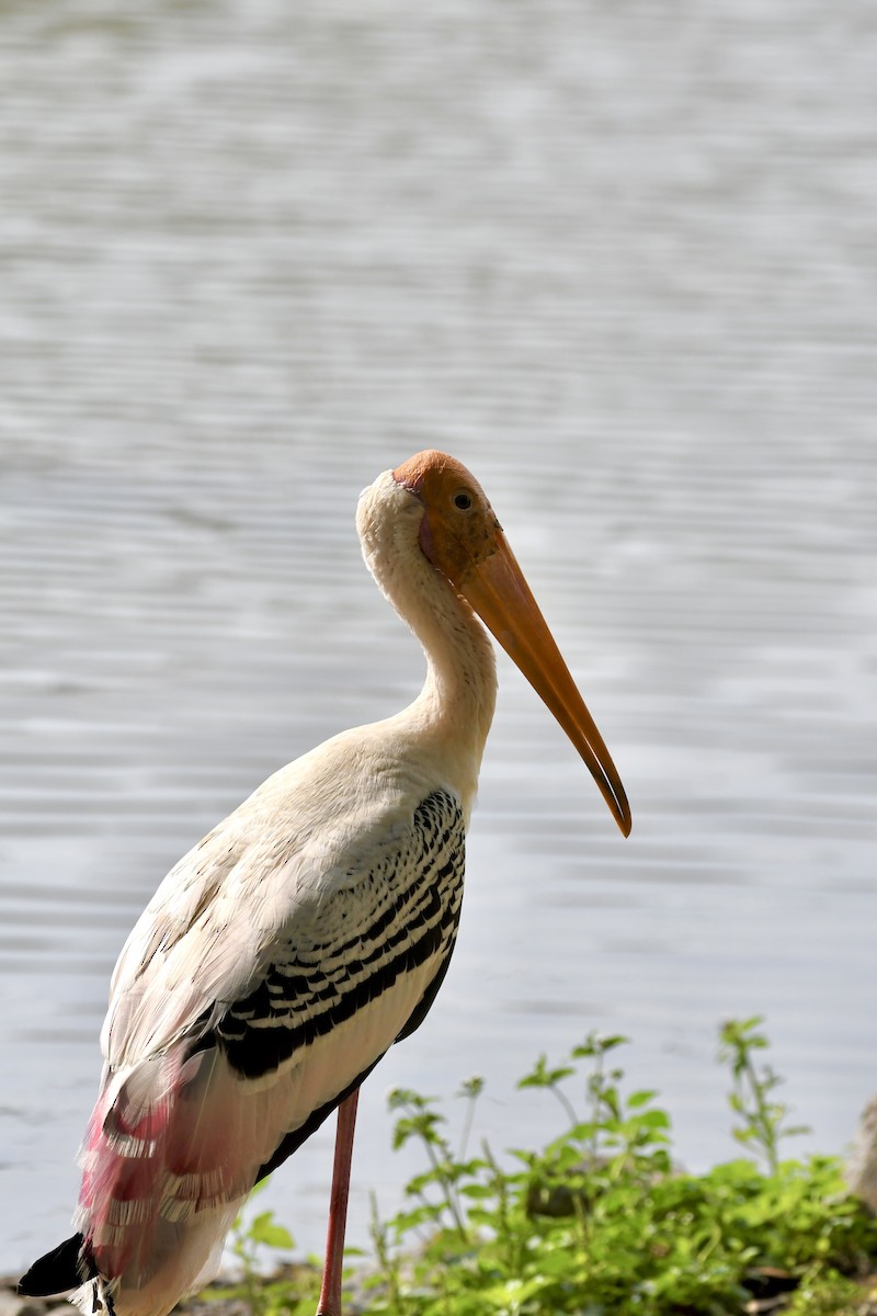 Painted Stork - Andrew Holmes