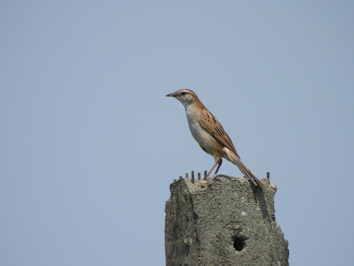 Striated Grassbird - ML618068741