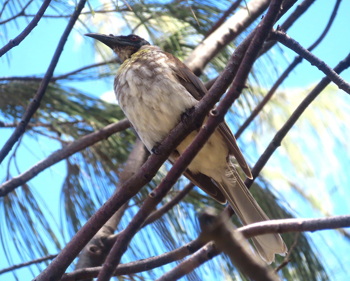 Noisy Friarbird - ML618068764