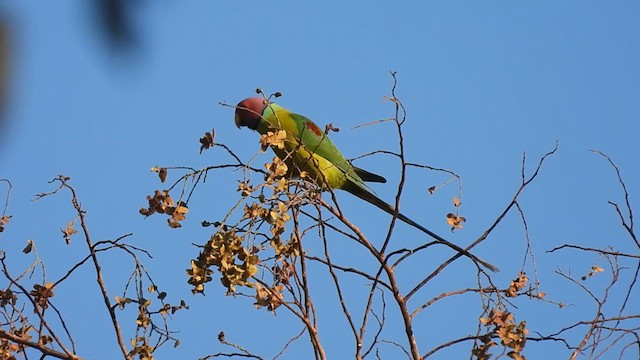 Plum-headed Parakeet - ML618068825