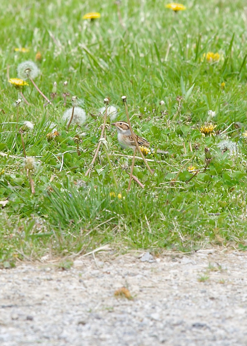 Clay-colored Sparrow - Jon Cefus