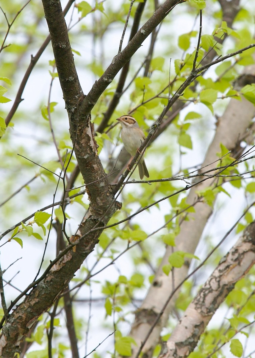 Clay-colored Sparrow - Jon Cefus