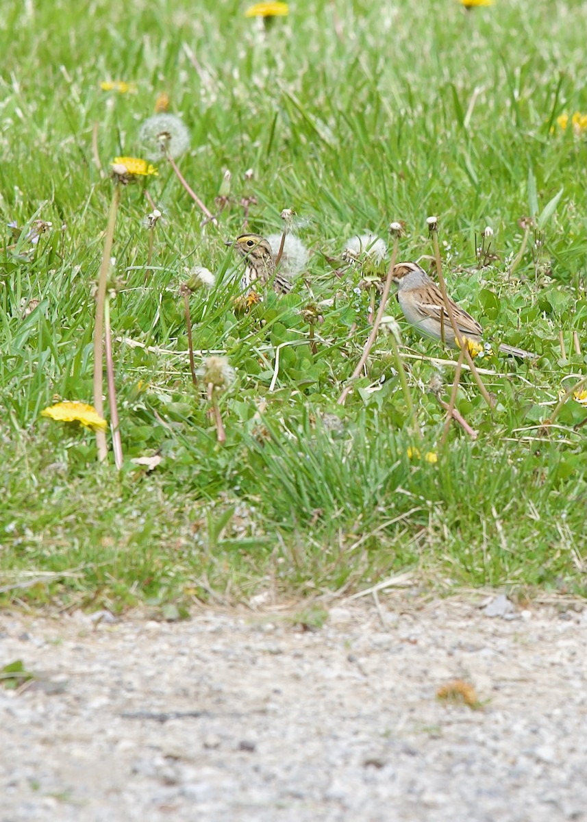 Savannah Sparrow - ML618068858