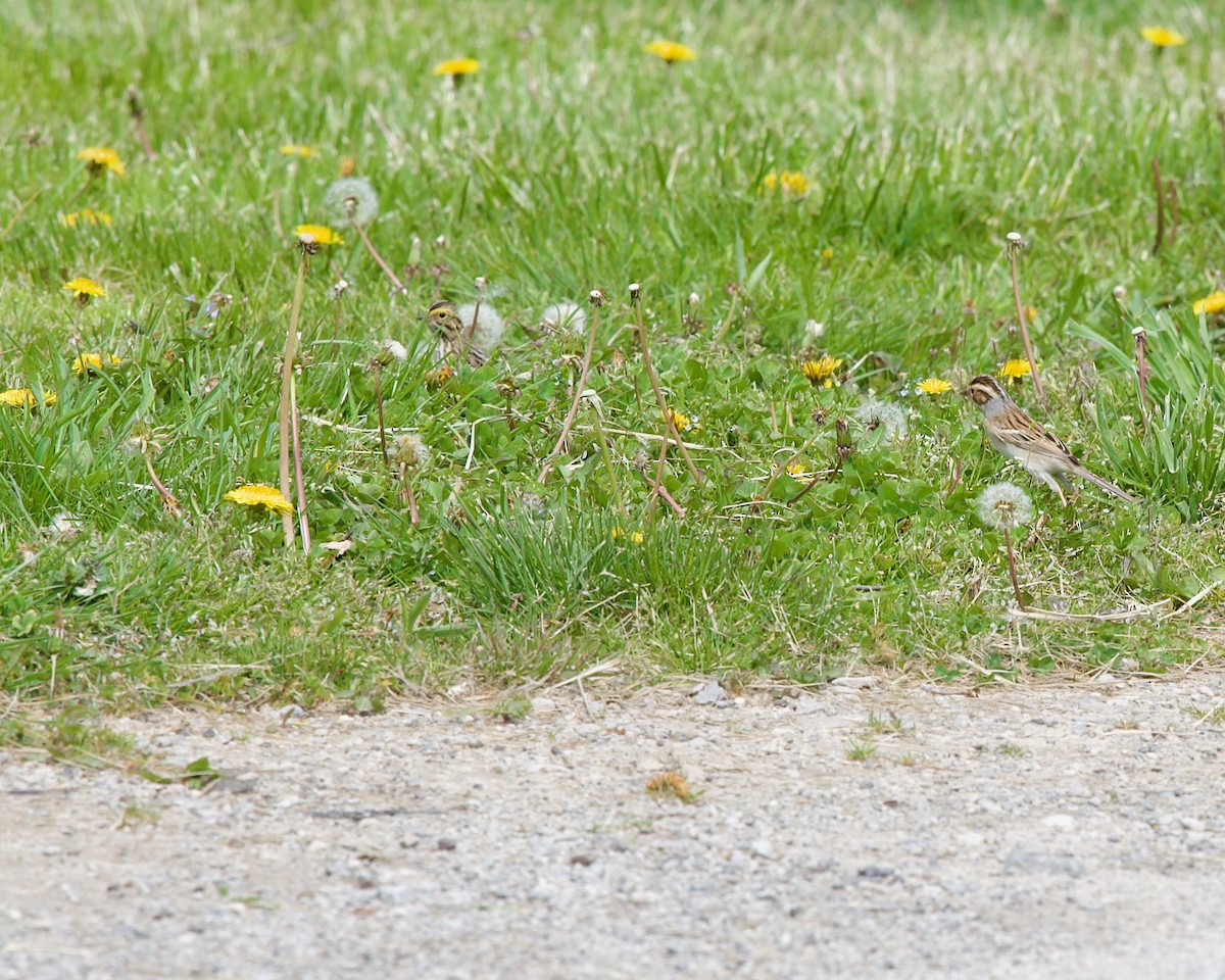 Savannah Sparrow - ML618068859