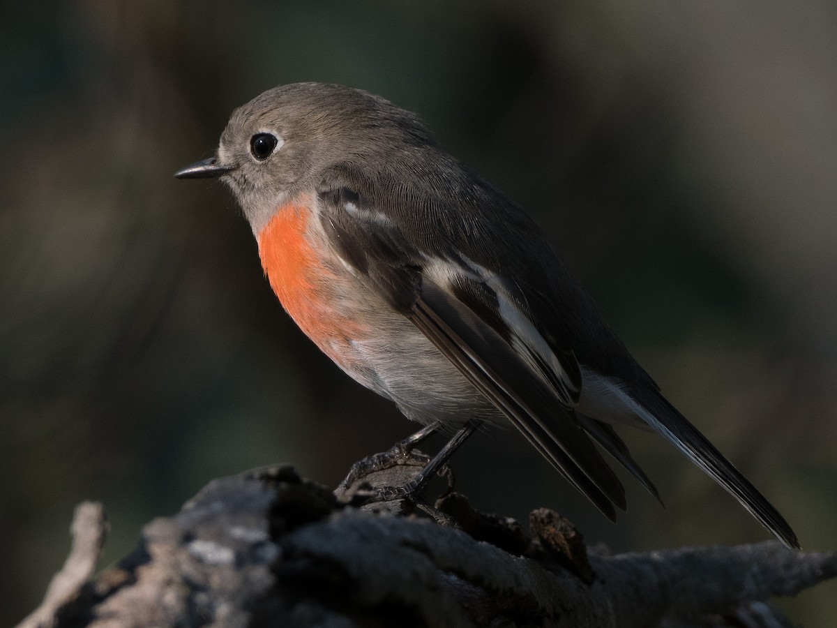 Scarlet Robin - ML618068869