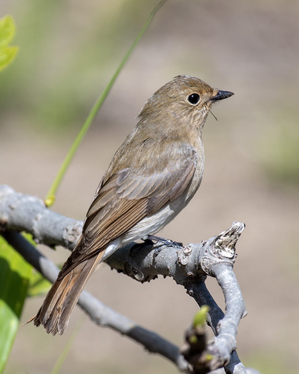 Blue-and-white Flycatcher - 김 석현