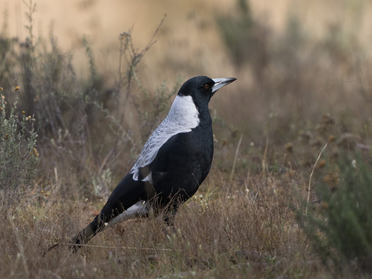 Australian Magpie - ML618068889