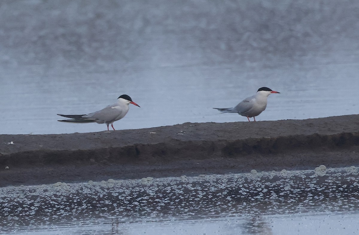 Common Tern - Mileta Čeković